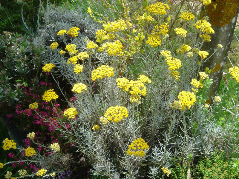 Helichrysum italicum ssp serotinum photo